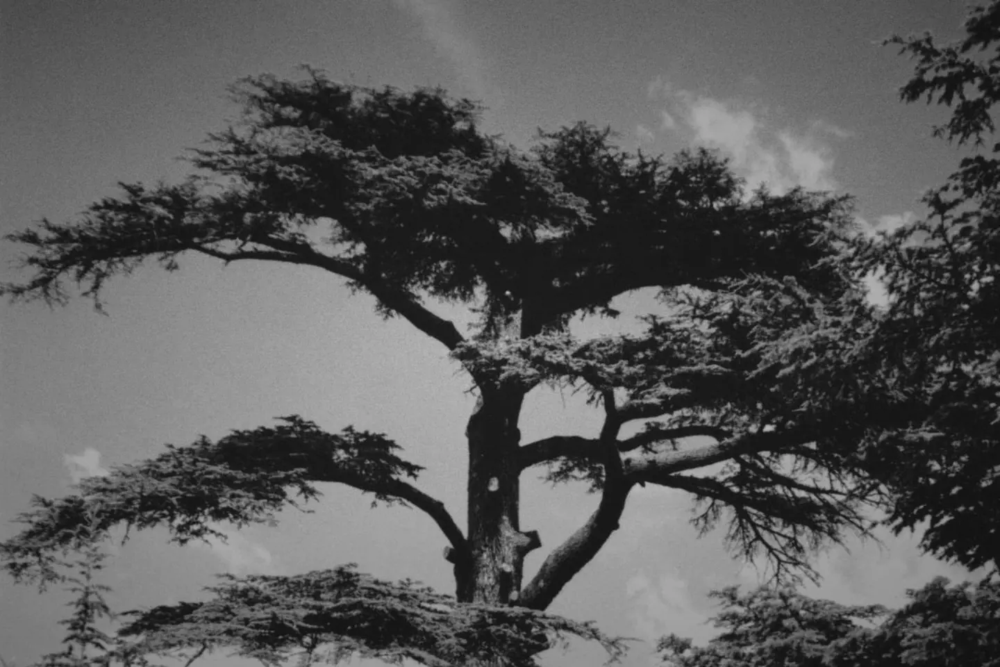The Cedars of God, Lebanon